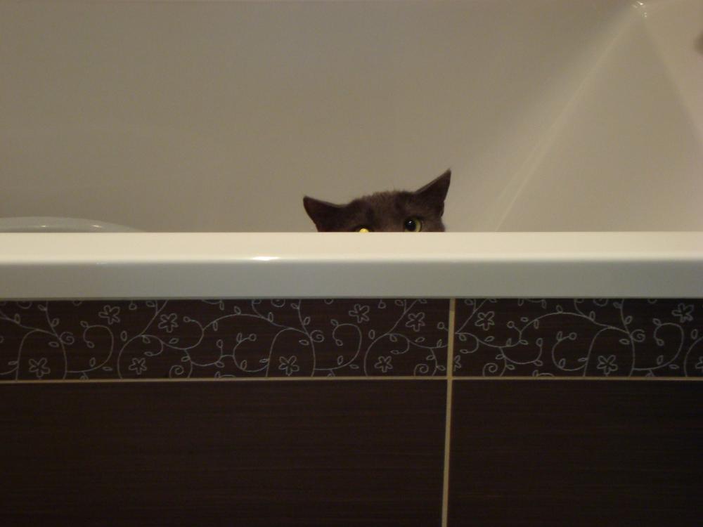 Zwierzak w moim domu, zdjęcie 7