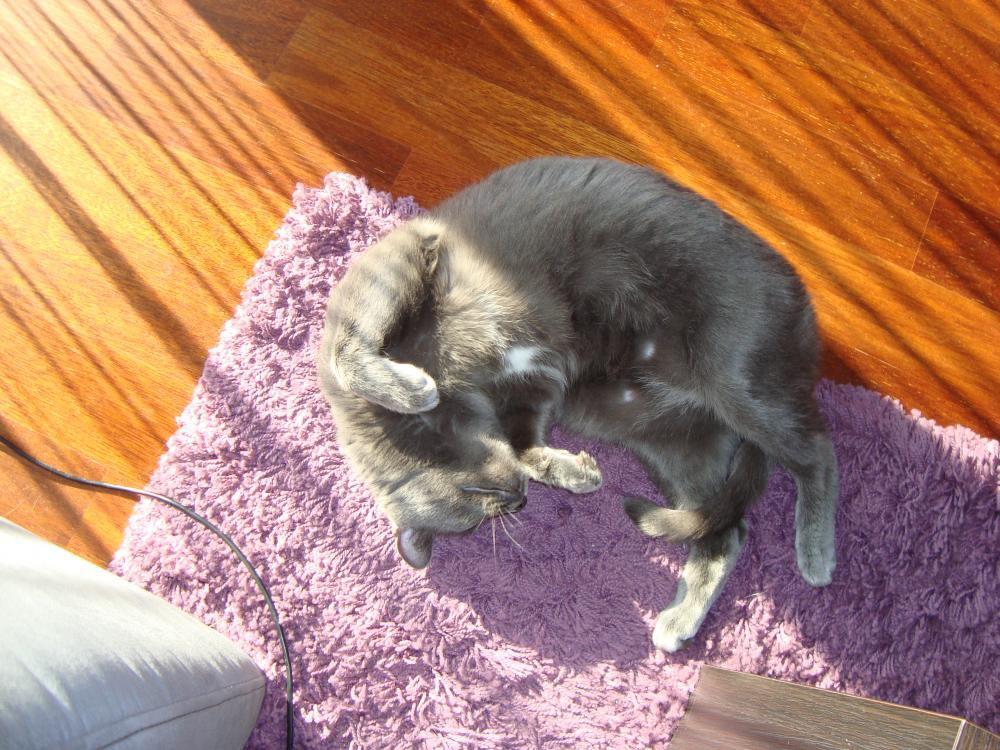 Zwierzak w moim domu, zdjęcie 4