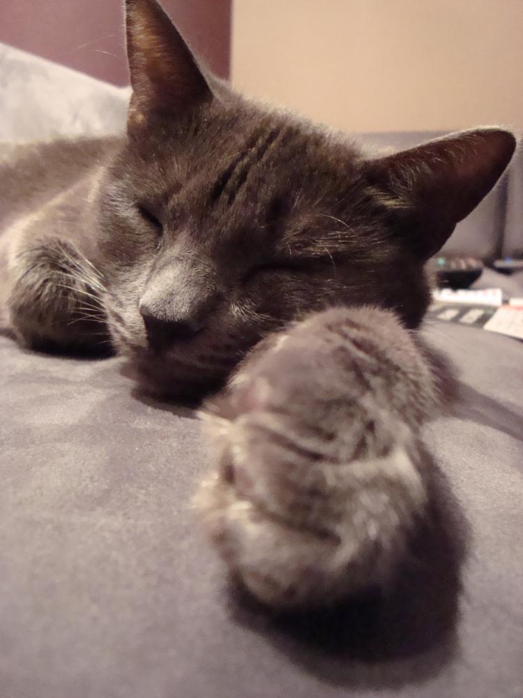 Zwierzak w moim domu, zdjęcie 3