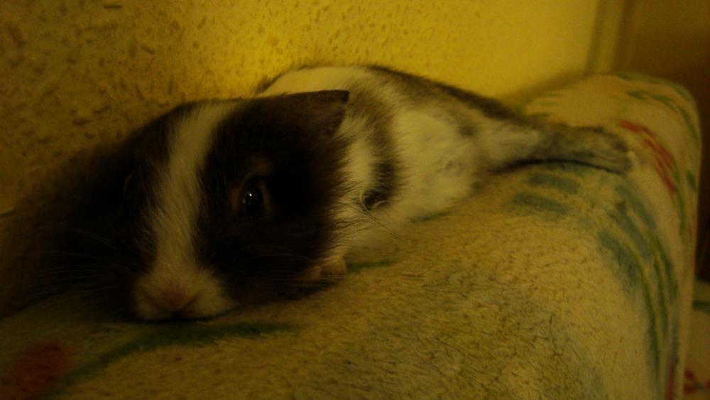 Zwierzak w Twoim domu, zdjęcie 2