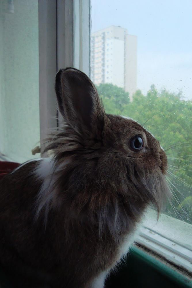 Zwierzak w Twoim domu, zdjęcie 5