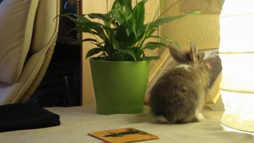 Zwierzak w Twoim domu, zdjęcie 4