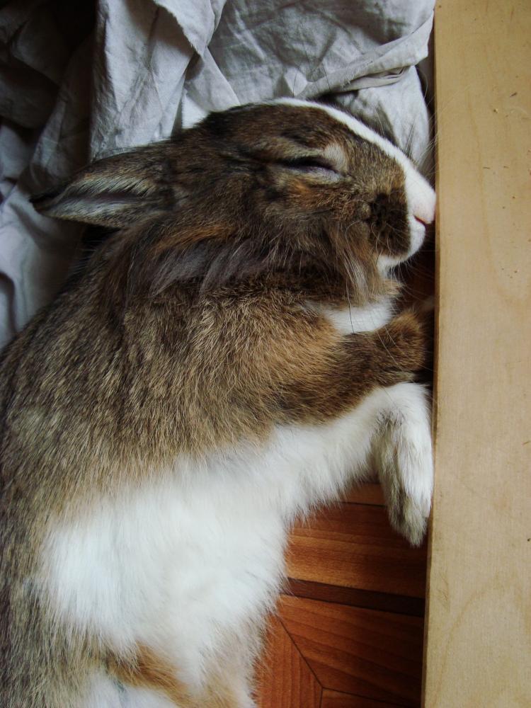 Zwierzak w Twoim domu, zdjęcie 3