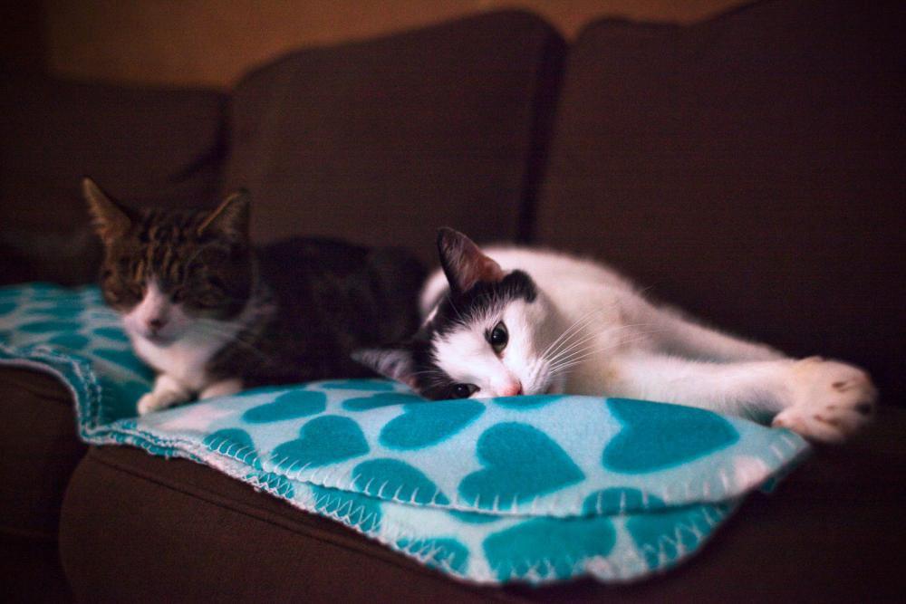 Koty w moim domu, zdjęcie 11