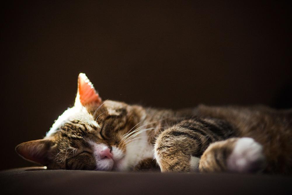 Koty w moim domu, zdjęcie 15