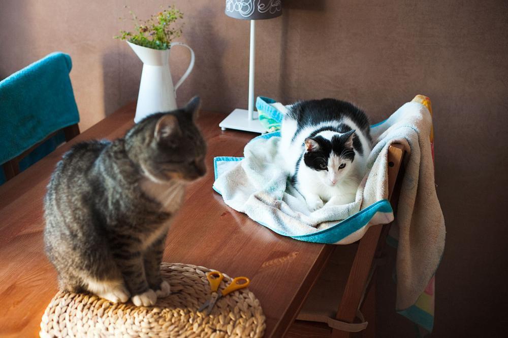 Koty w moim domu, zdjęcie 9