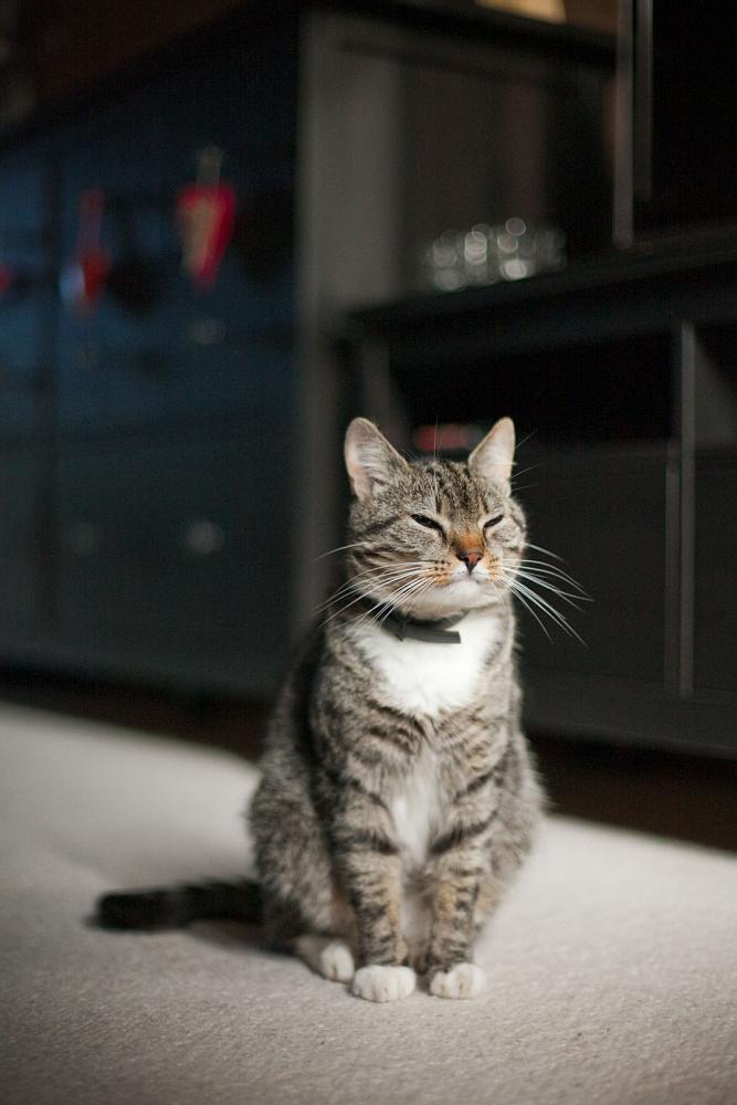 Koty w moim domu, zdjęcie 12