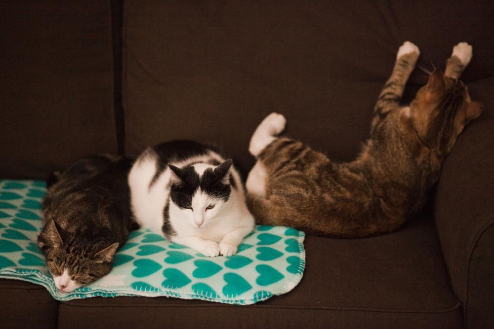 Koty w moim domu, zdjęcie 7