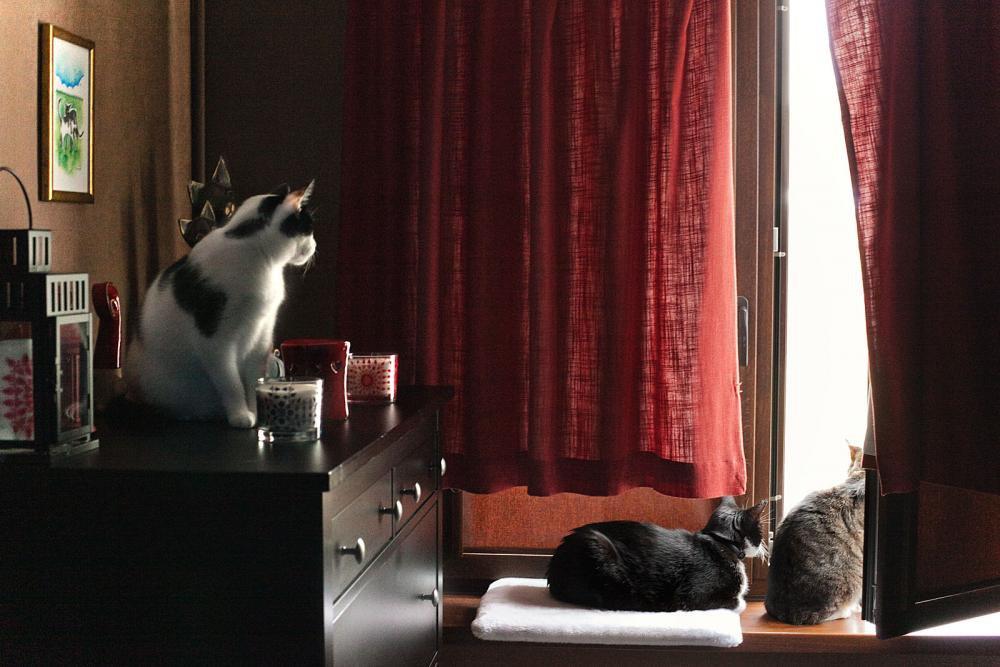 Koty w moim domu, zdjęcie 10