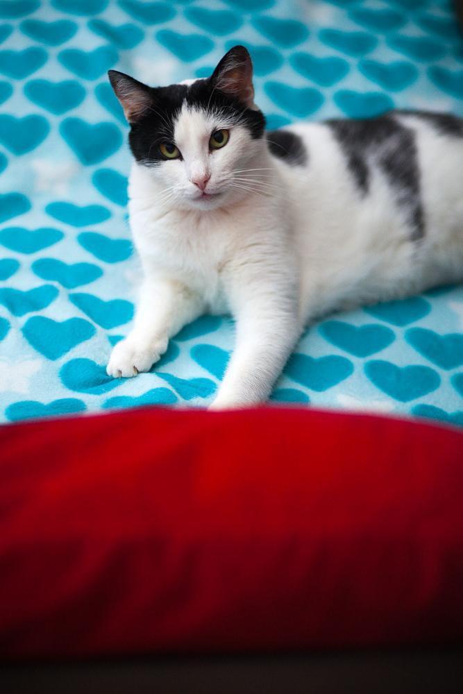 Koty w moim domu, zdjęcie 13