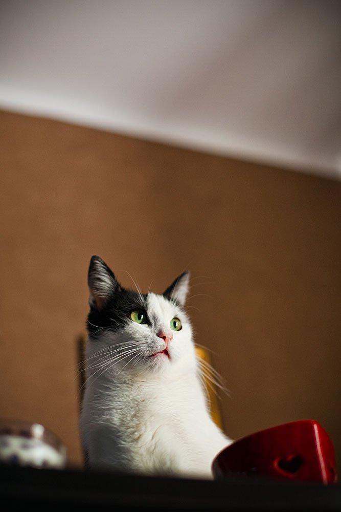 Koty w moim domu, zdjęcie 17