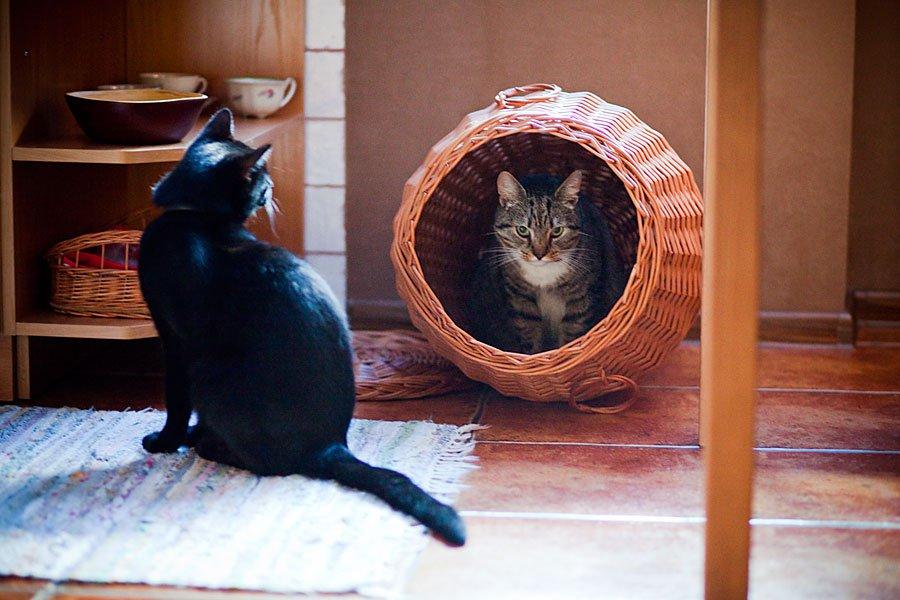 Koty w moim domu, zdjęcie 5