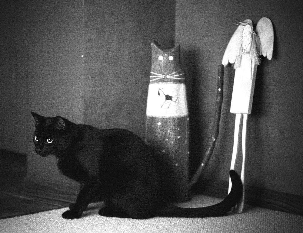 Koty w moim domu, zdjęcie 16