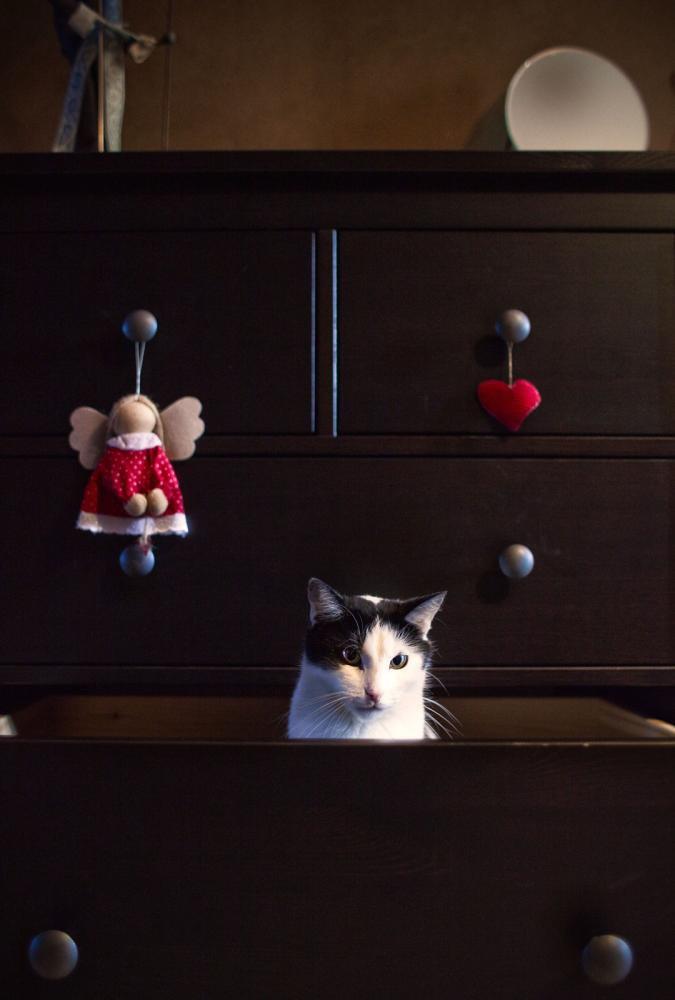 Koty w moim domu, zdjęcie 3