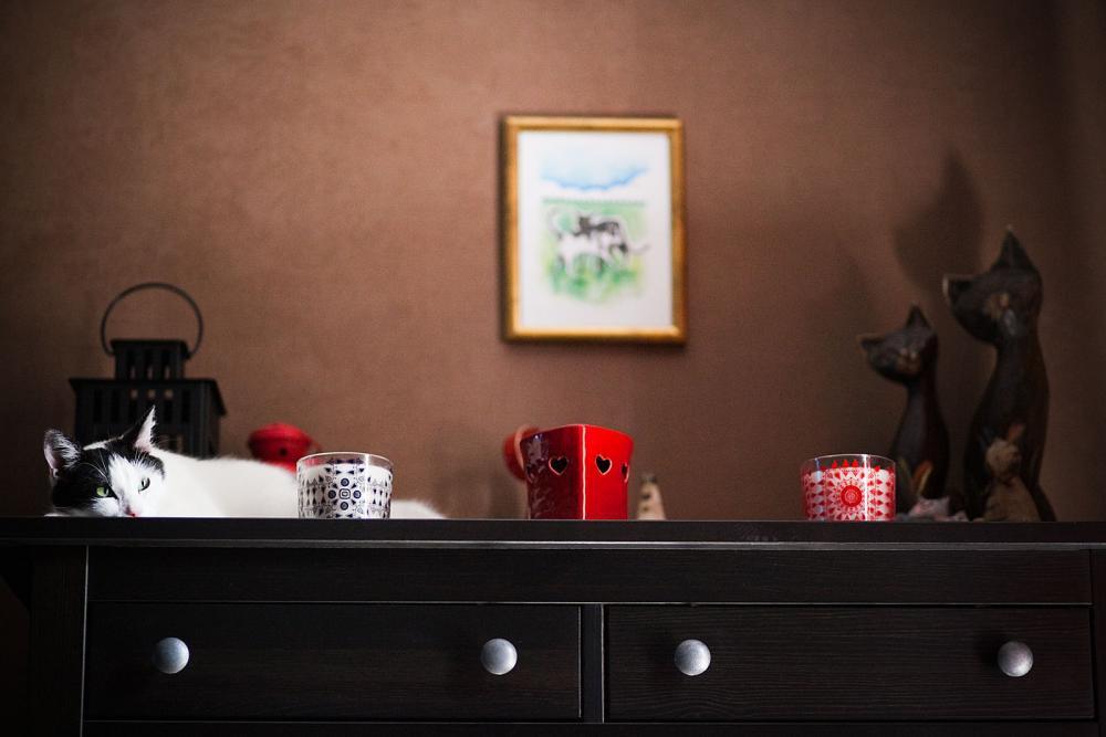 Koty w moim domu, zdjęcie 6