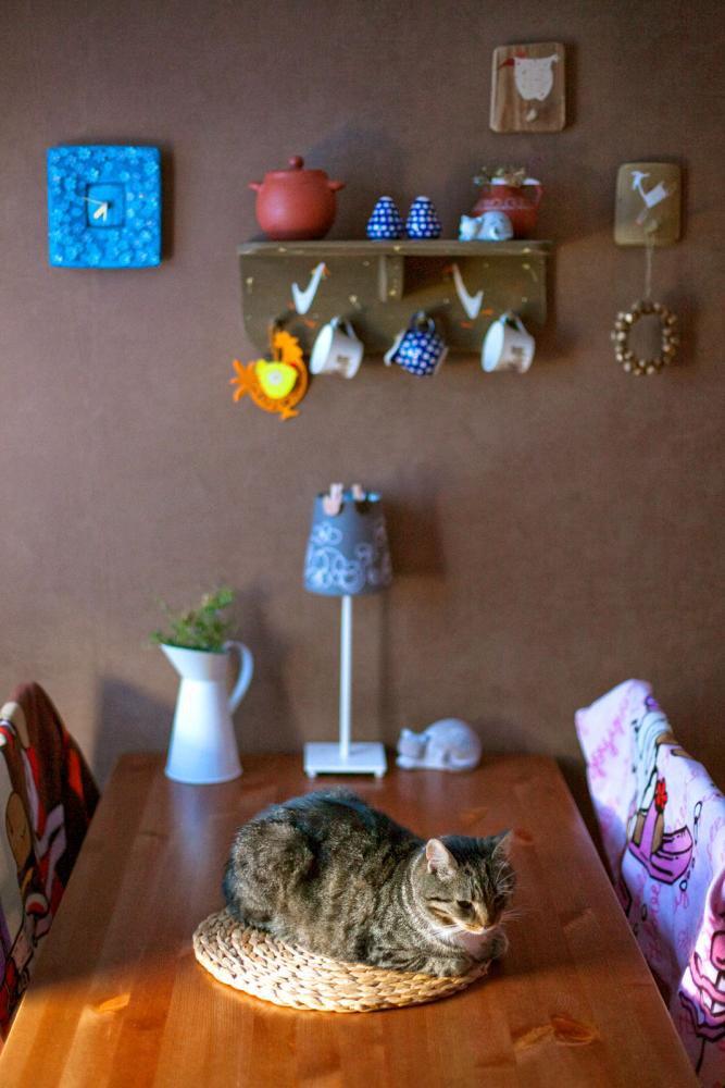 Koty w moim domu, zdjęcie 14