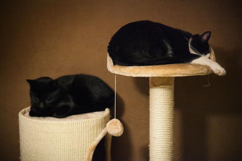 Koty w moim domu, zdjęcie 2