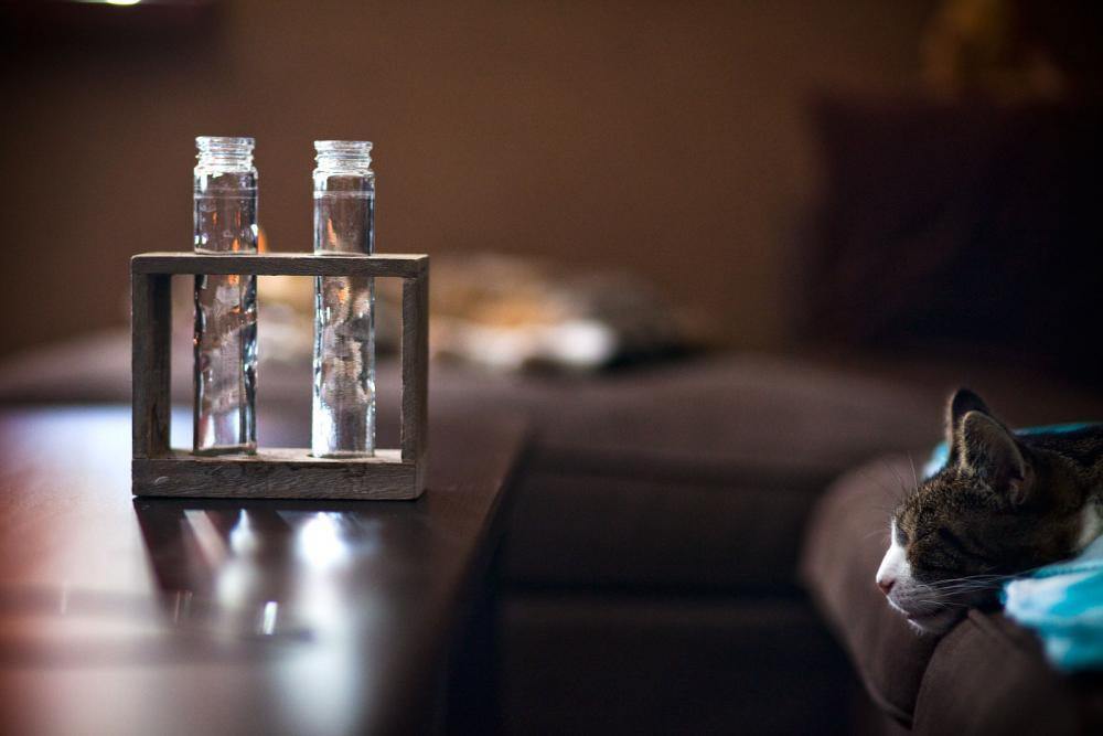 Koty w moim domu, zdjęcie 4