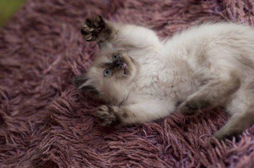 Zwierzak w moim domu, zdjęcie 1