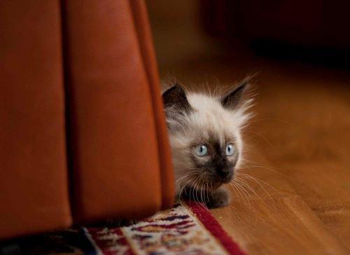 Zwierzak w moim domu, zdjęcie 3