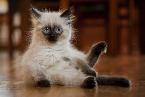 Zwierzak w moim domu, zdjęcie 2