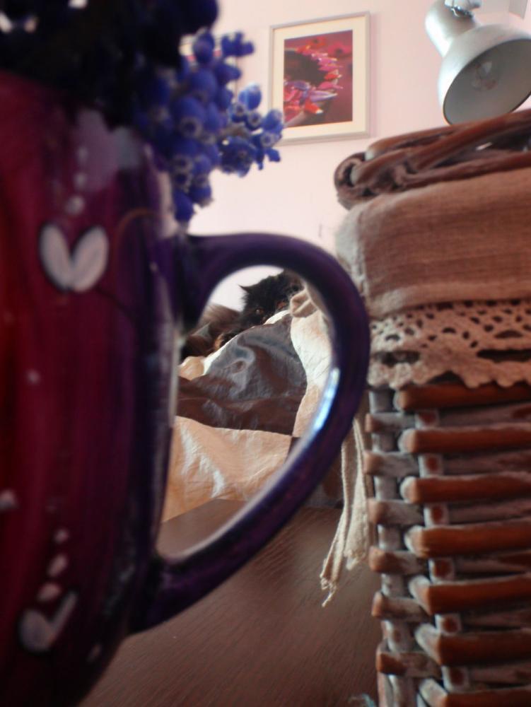 Mój zwierzak, zdjęcie 2