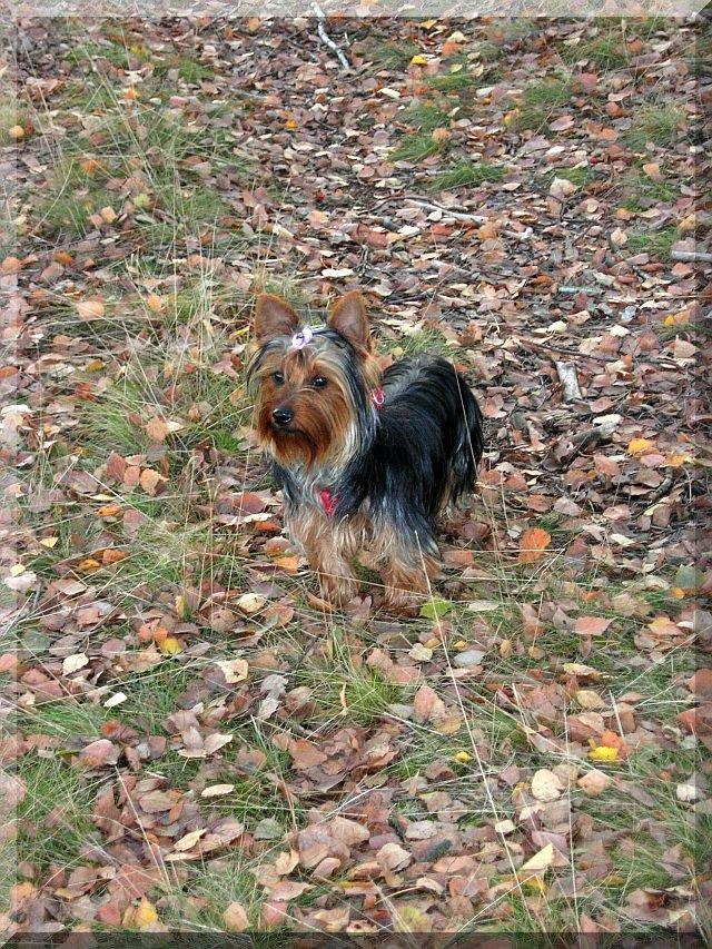 NASZA PSIUNIA, zdjęcie 4