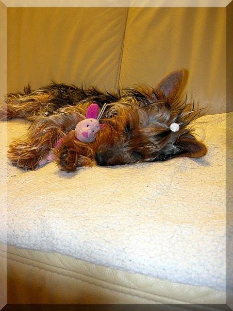 NASZA PSIUNIA, zdjęcie 3