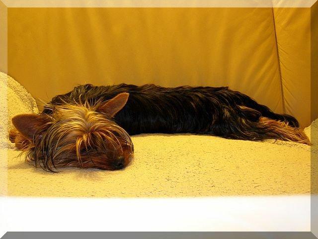 NASZA PSIUNIA, zdjęcie 2