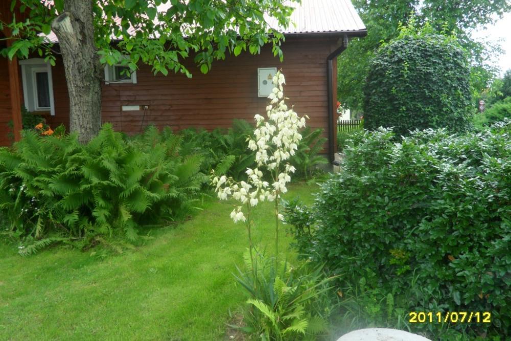 Duży ogród z domem drewnianym, zdjęcie 10