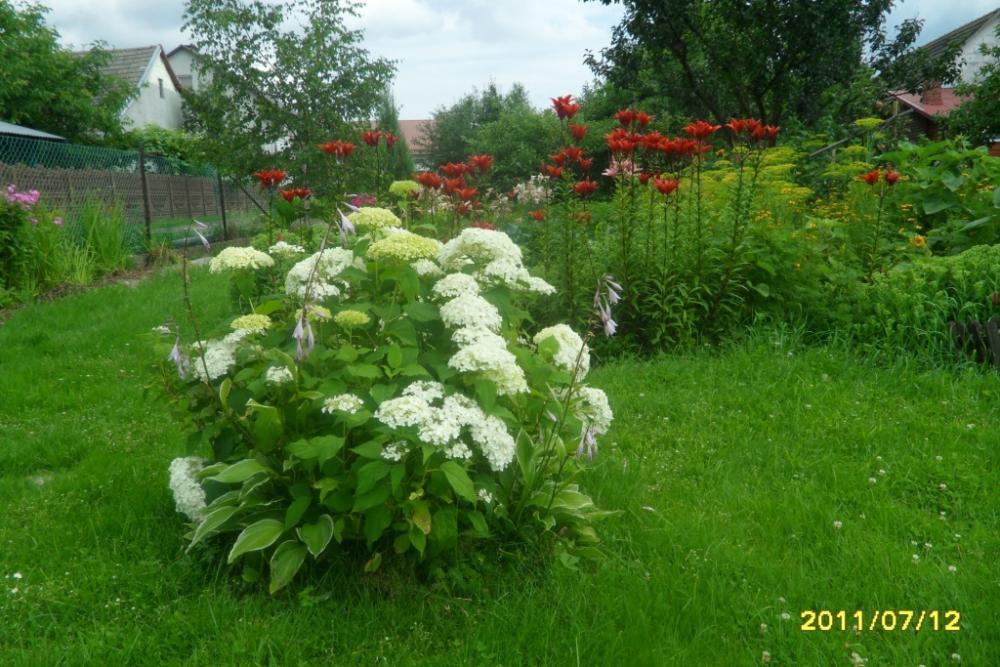 Duży ogród z domem drewnianym, zdjęcie 16
