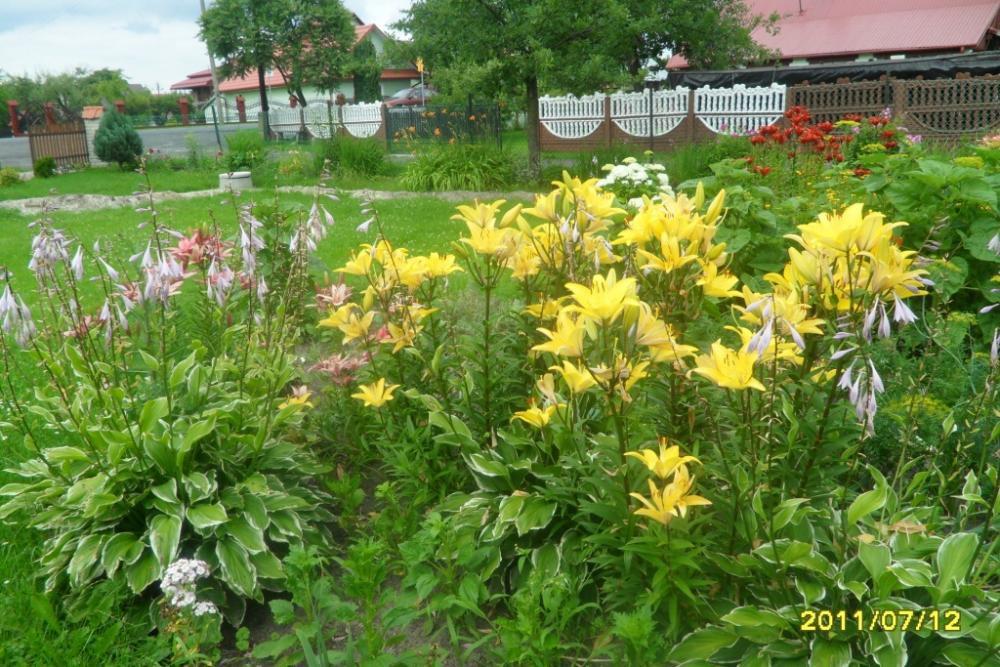 Duży ogród z domem drewnianym, zdjęcie 15