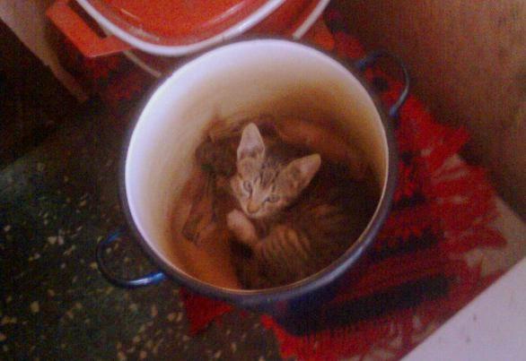 zwierzaki, zdjęcie 2