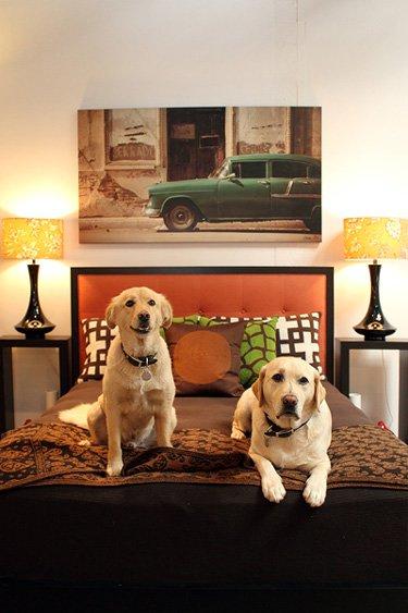 "Zwierzak w moim domu" - inspiracje, zdjęcie 5