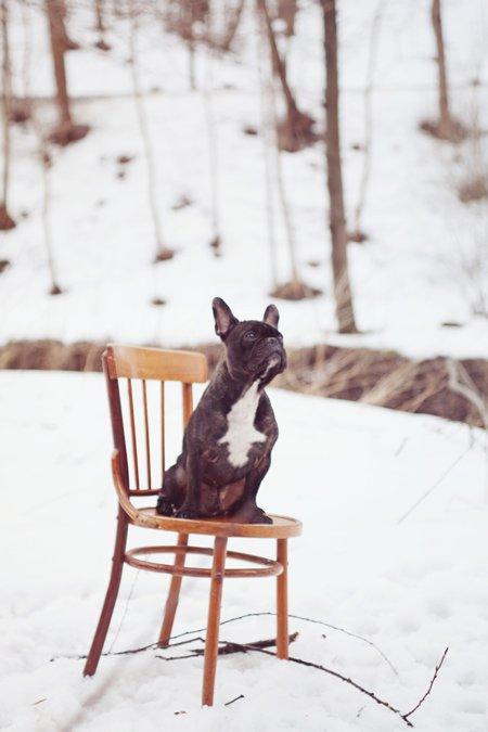 "Zwierzak w moim domu" - inspiracje, zdjęcie 2