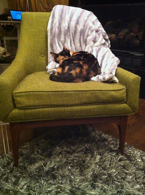 "Zwierzak w moim domu" - inspiracje, zdjęcie 3