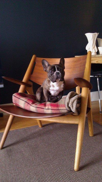 "Zwierzak w moim domu" - inspiracje, zdjęcie 4