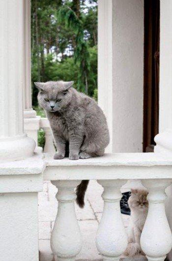 Leon na tronie!, zdjęcie 3