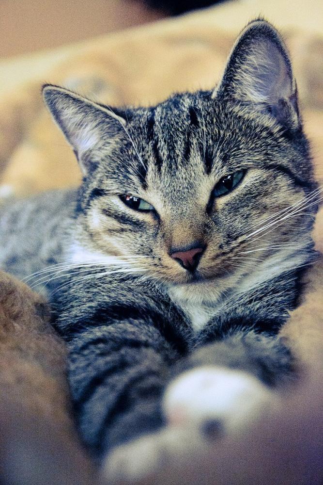 Kot w mieszkaniu, konkurs, zdjęcie 3