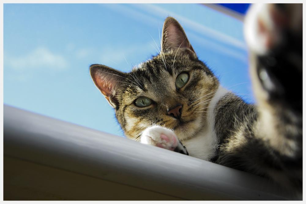 Kot w mieszkaniu, konkurs, zdjęcie 2