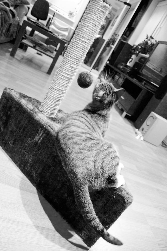 Kot w mieszkaniu, konkurs, zdjęcie 4