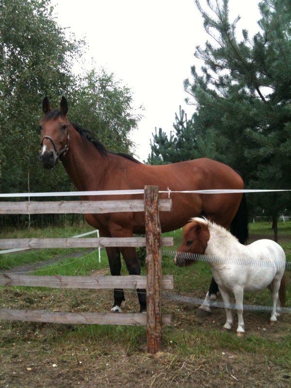 Dom pod lasem, zdjęcie 18