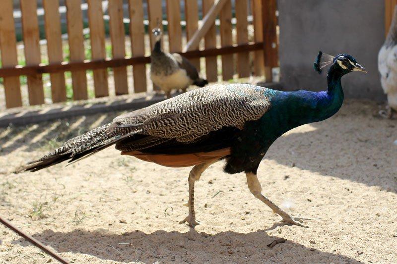 Dom pod lasem, zdjęcie 3