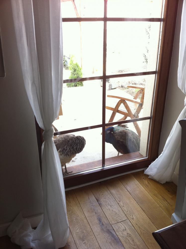 Dom pod lasem, zdjęcie 15