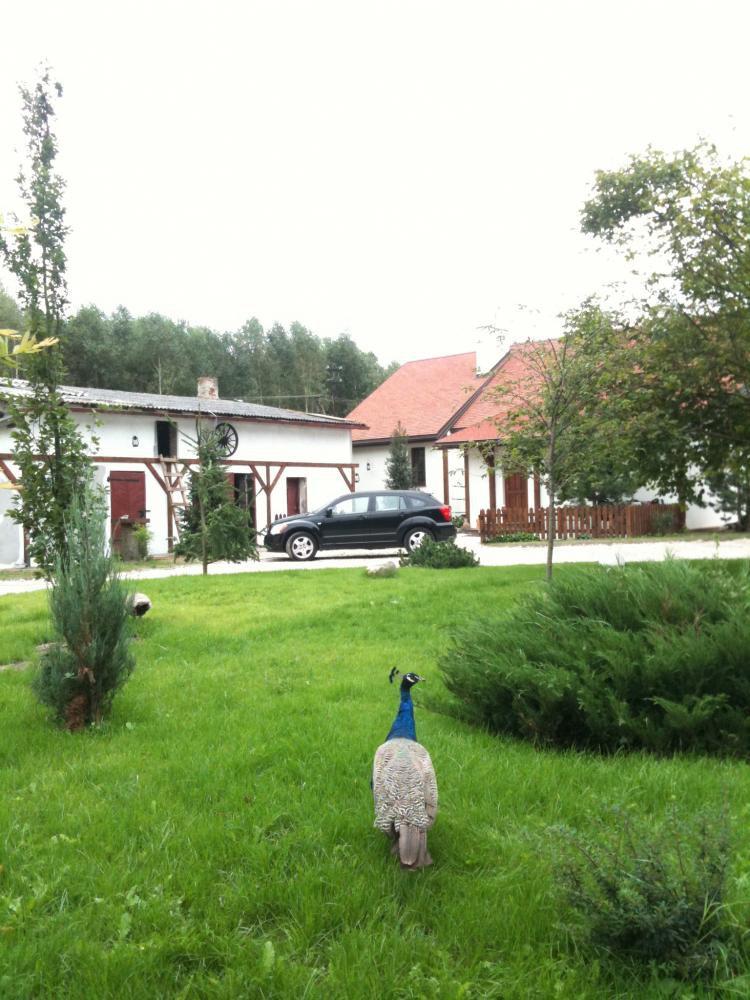 Dom pod lasem, zdjęcie 30