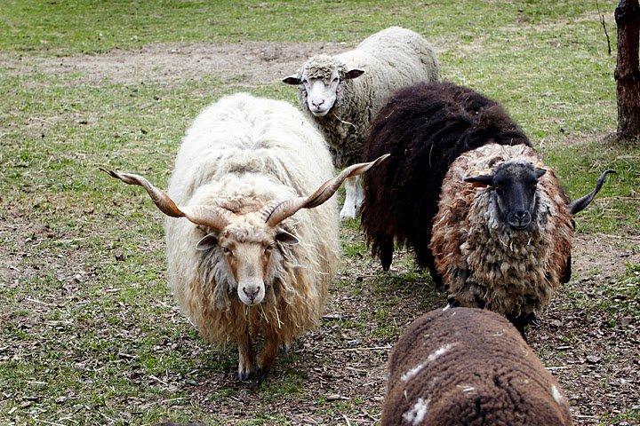 Dom pod lasem, zdjęcie 19