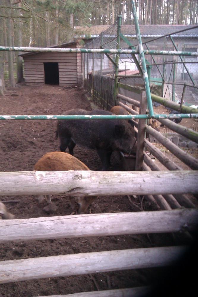 Centrum Hipoterapii i Rehabilitacji "Zabajka", zdjęcie 2