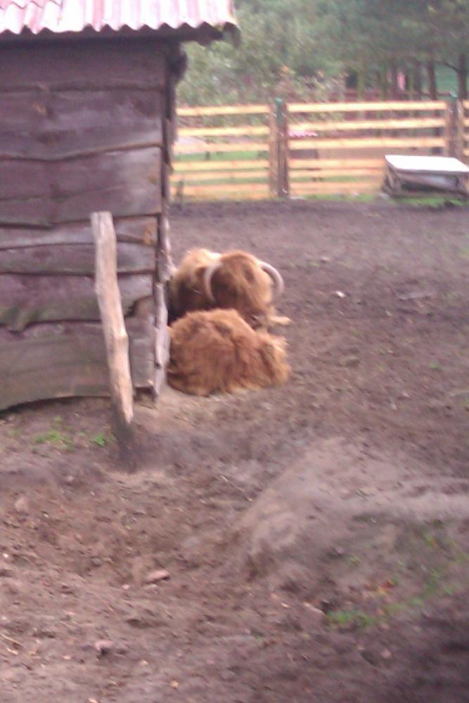 Centrum Hipoterapii i Rehabilitacji "Zabajka", zdjęcie 5