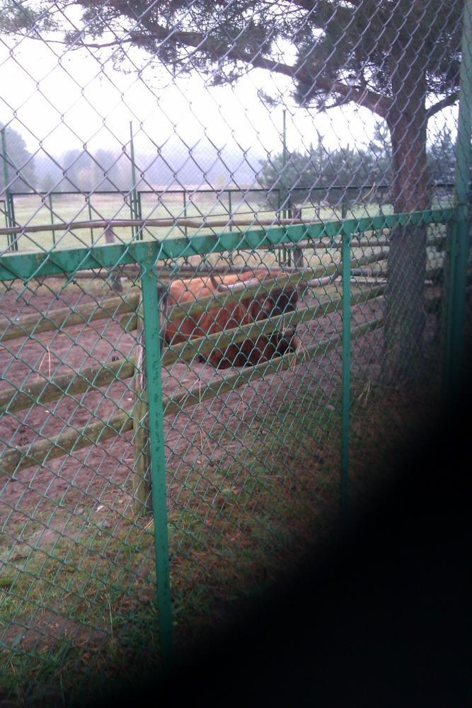 Centrum Hipoterapii i Rehabilitacji "Zabajka", zdjęcie 8