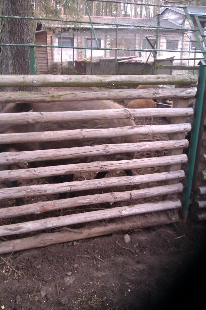 Centrum Hipoterapii i Rehabilitacji "Zabajka", zdjęcie 3